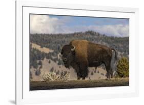 American Bison. Yellowstone National Park, Wyoming-Adam Jones-Framed Photographic Print