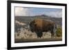 American Bison. Yellowstone National Park, Wyoming-Adam Jones-Framed Photographic Print