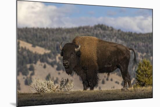 American Bison. Yellowstone National Park, Wyoming-Adam Jones-Mounted Photographic Print