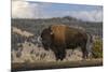 American Bison. Yellowstone National Park, Wyoming-Adam Jones-Mounted Photographic Print