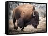 American Bison-abzerit-Framed Stretched Canvas