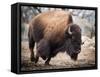 American Bison-abzerit-Framed Stretched Canvas