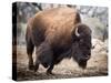 American Bison-abzerit-Stretched Canvas