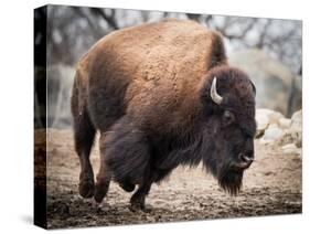 American Bison-abzerit-Stretched Canvas