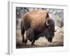 American Bison-abzerit-Framed Photographic Print