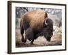 American Bison-abzerit-Framed Photographic Print