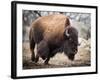 American Bison-abzerit-Framed Photographic Print