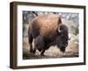 American Bison-abzerit-Framed Photographic Print