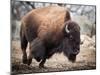 American Bison-abzerit-Mounted Photographic Print