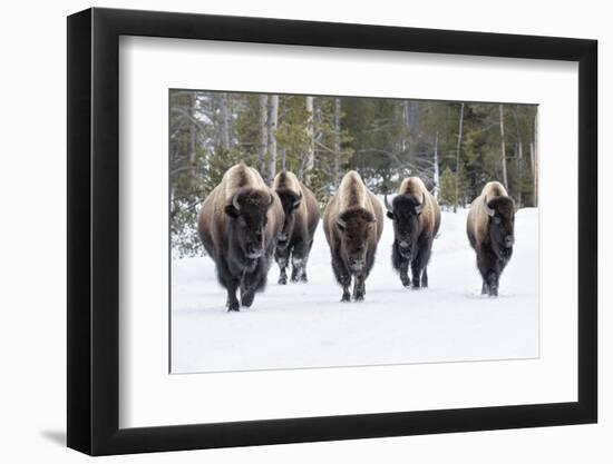 American Bison-David Osborn-Framed Photographic Print