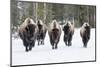 American Bison-David Osborn-Mounted Photographic Print