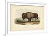 American Bison-John James Audubon-Framed Art Print