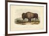 American Bison-John James Audubon-Framed Art Print