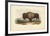 American Bison-John James Audubon-Framed Art Print