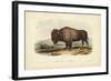 American Bison-John James Audubon-Framed Art Print