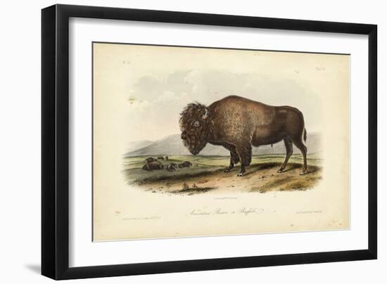 American Bison-John James Audubon-Framed Art Print