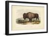 American Bison-John James Audubon-Framed Art Print