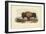 American Bison-John James Audubon-Framed Art Print