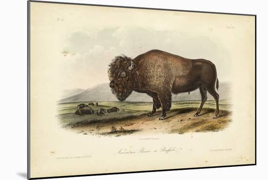 American Bison-John James Audubon-Mounted Art Print