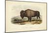 American Bison-John James Audubon-Mounted Art Print