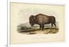 American Bison-John James Audubon-Framed Art Print