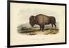 American Bison-John James Audubon-Framed Art Print