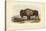 American Bison-John James Audubon-Stretched Canvas