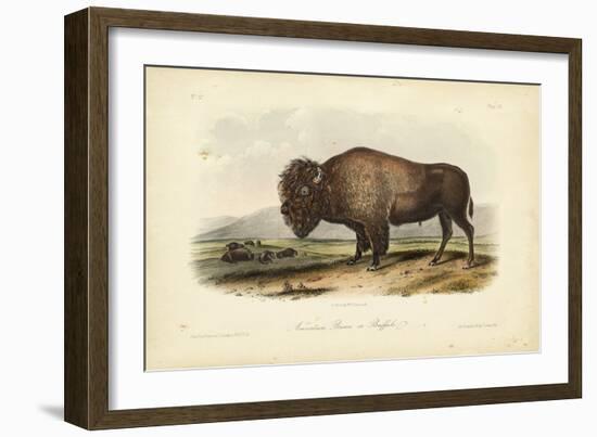 American Bison-John James Audubon-Framed Premium Giclee Print