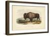 American Bison-John James Audubon-Framed Premium Giclee Print