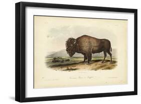 American Bison-John James Audubon-Framed Premium Giclee Print