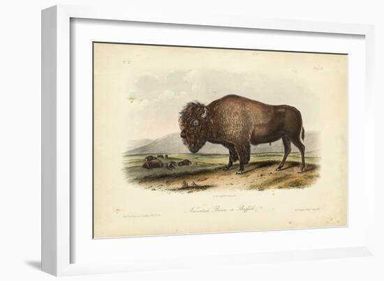 American Bison-John James Audubon-Framed Premium Giclee Print