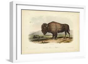 American Bison-John James Audubon-Framed Premium Giclee Print