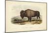 American Bison-John James Audubon-Mounted Premium Giclee Print