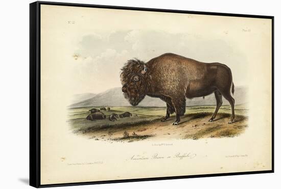 American Bison-John James Audubon-Framed Stretched Canvas