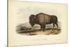 American Bison-John James Audubon-Stretched Canvas