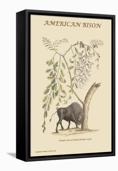 American Bison-Mark Catesby-Framed Stretched Canvas