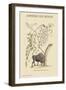 American Bison-Mark Catesby-Framed Art Print