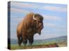 American Bison-James W Johnson-Stretched Canvas