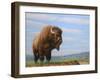 American Bison-James W Johnson-Framed Giclee Print