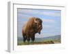 American Bison-James W Johnson-Framed Giclee Print