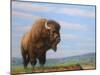 American Bison-James W Johnson-Mounted Giclee Print