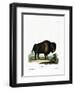 American Bison-null-Framed Giclee Print