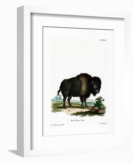 American Bison-null-Framed Giclee Print