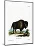 American Bison-null-Mounted Giclee Print