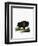 American Bison-null-Framed Premium Giclee Print