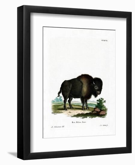 American Bison-null-Framed Premium Giclee Print