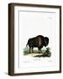 American Bison-null-Framed Giclee Print