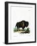 American Bison-null-Framed Giclee Print