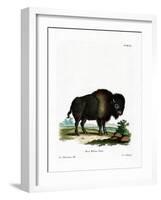 American Bison-null-Framed Giclee Print