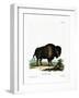 American Bison-null-Framed Giclee Print